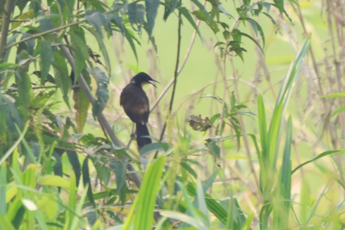 Black-capped Donacobius - ML643799018