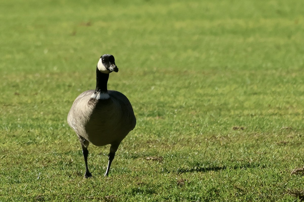 polargås (leucopareia) - ML643799019