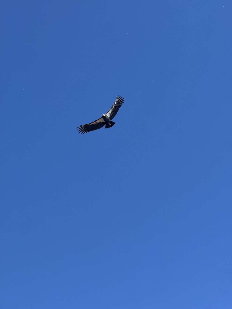 Condor de Californie - ML643799024