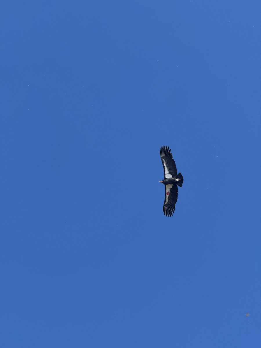 Condor de Californie - ML643799029