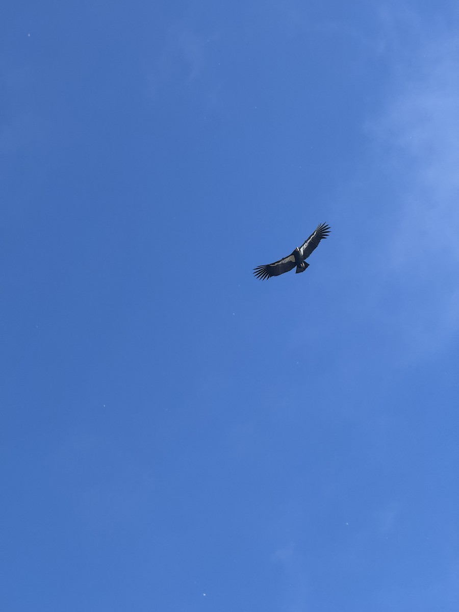 Condor de Californie - ML643799030