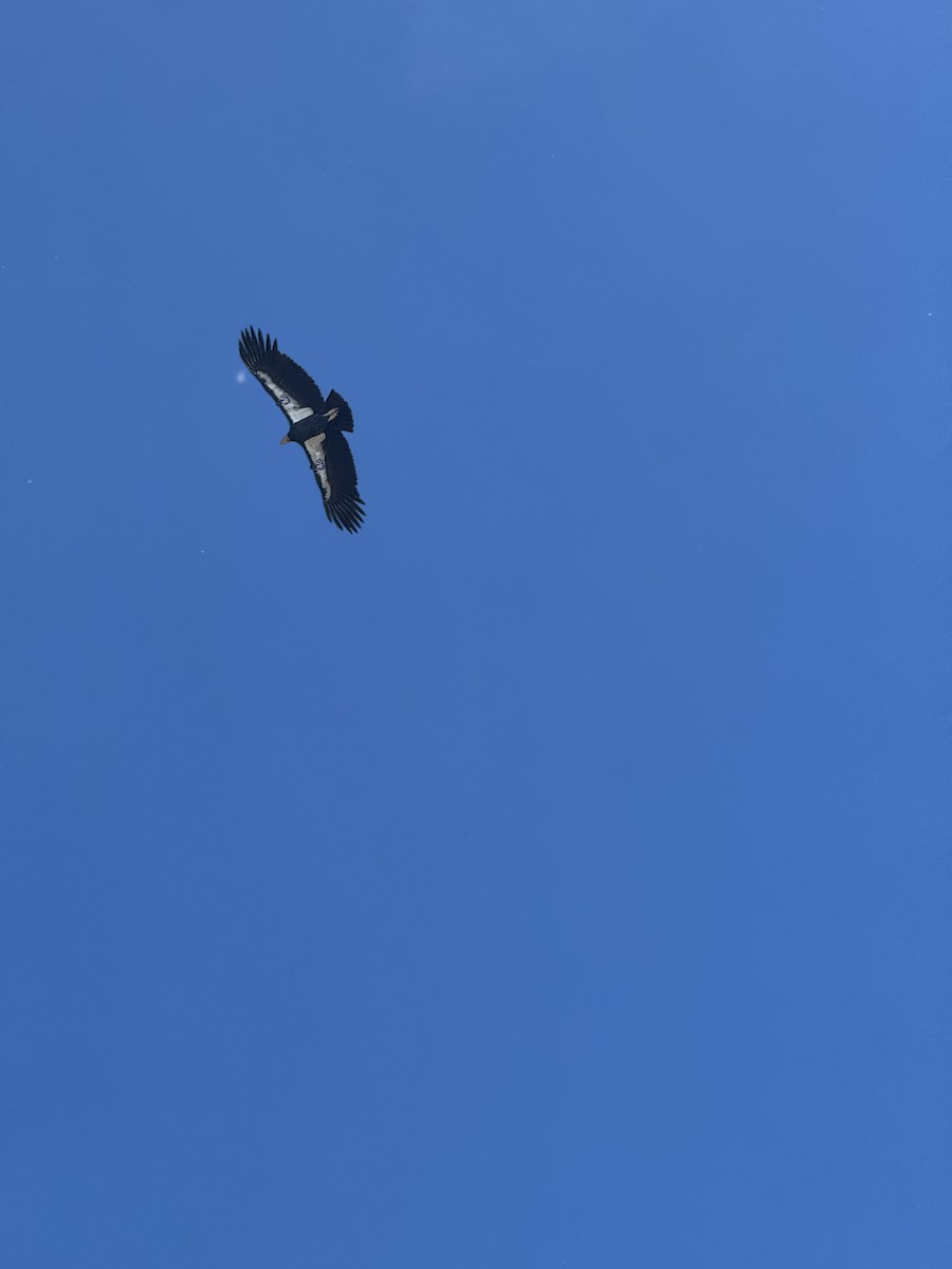 Condor de Californie - ML643799031
