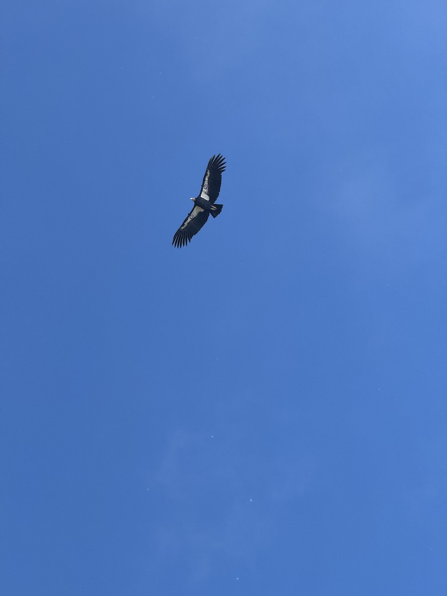 Condor de Californie - ML643799032