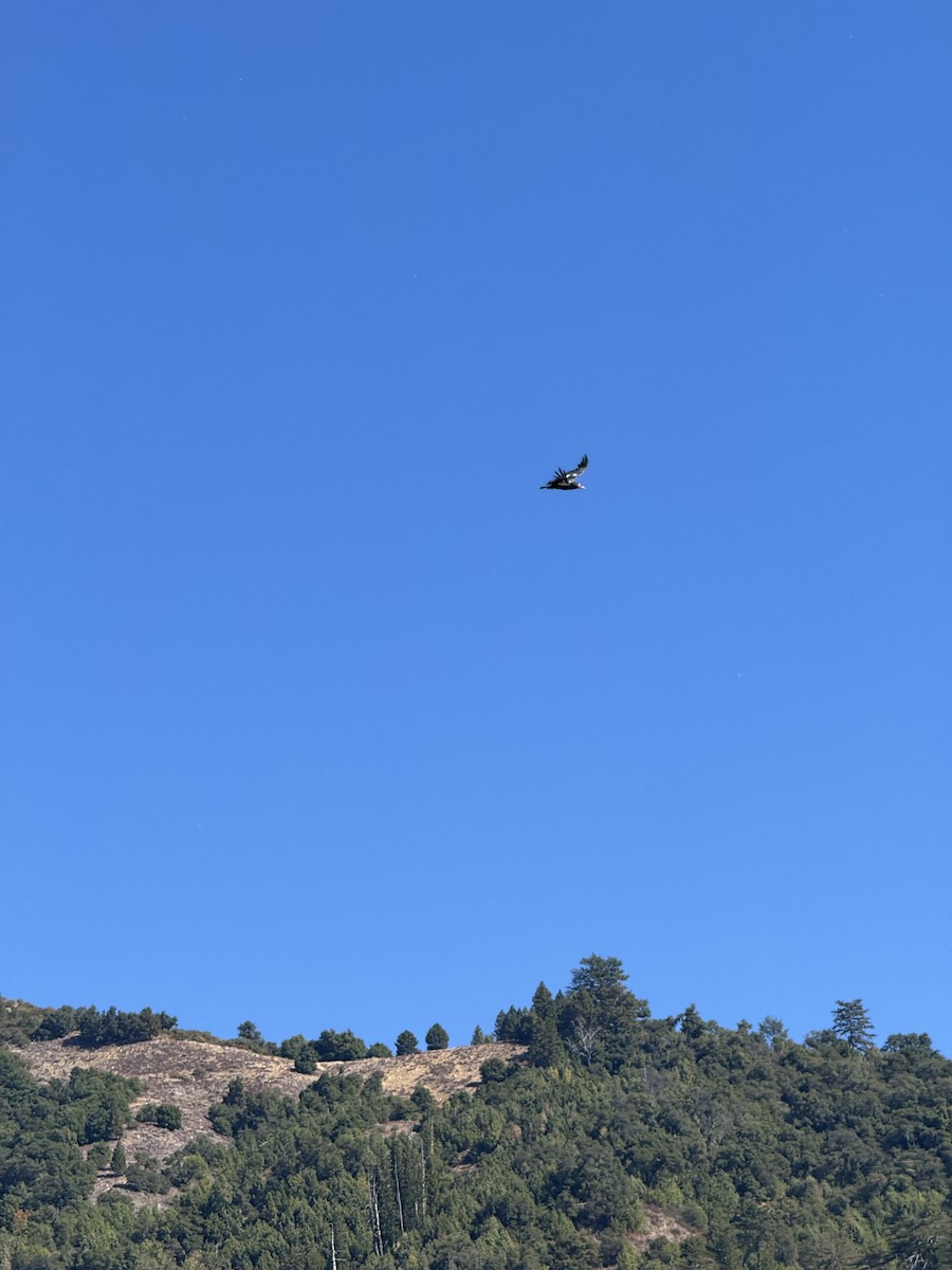 Condor de Californie - ML643799033