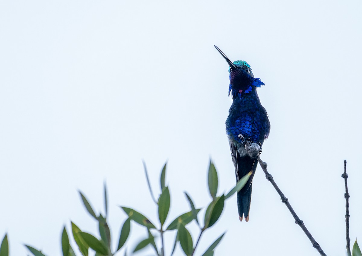 Blue-tufted Starthroat - ML643799038