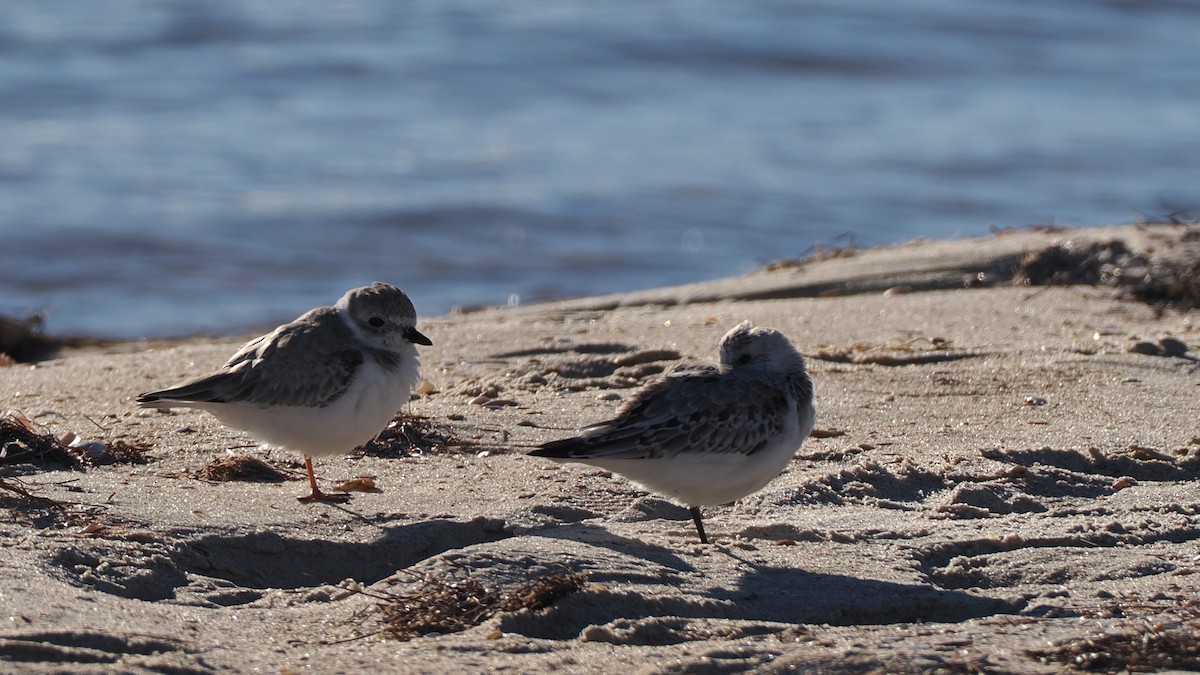 Piping Plover - ML643799042