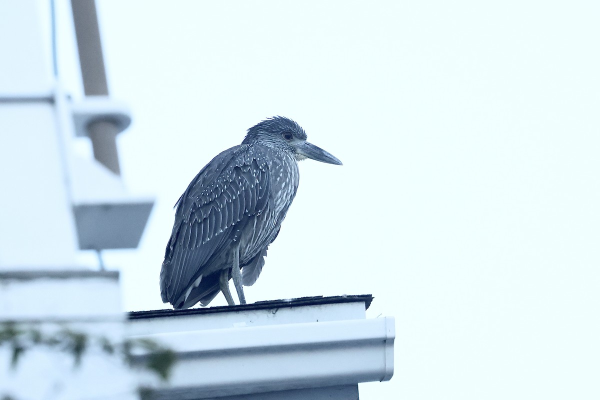 Yellow-crowned Night Heron - ML643799046