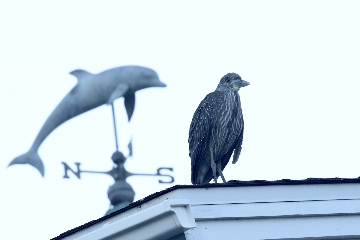 Yellow-crowned Night Heron - ML643799047