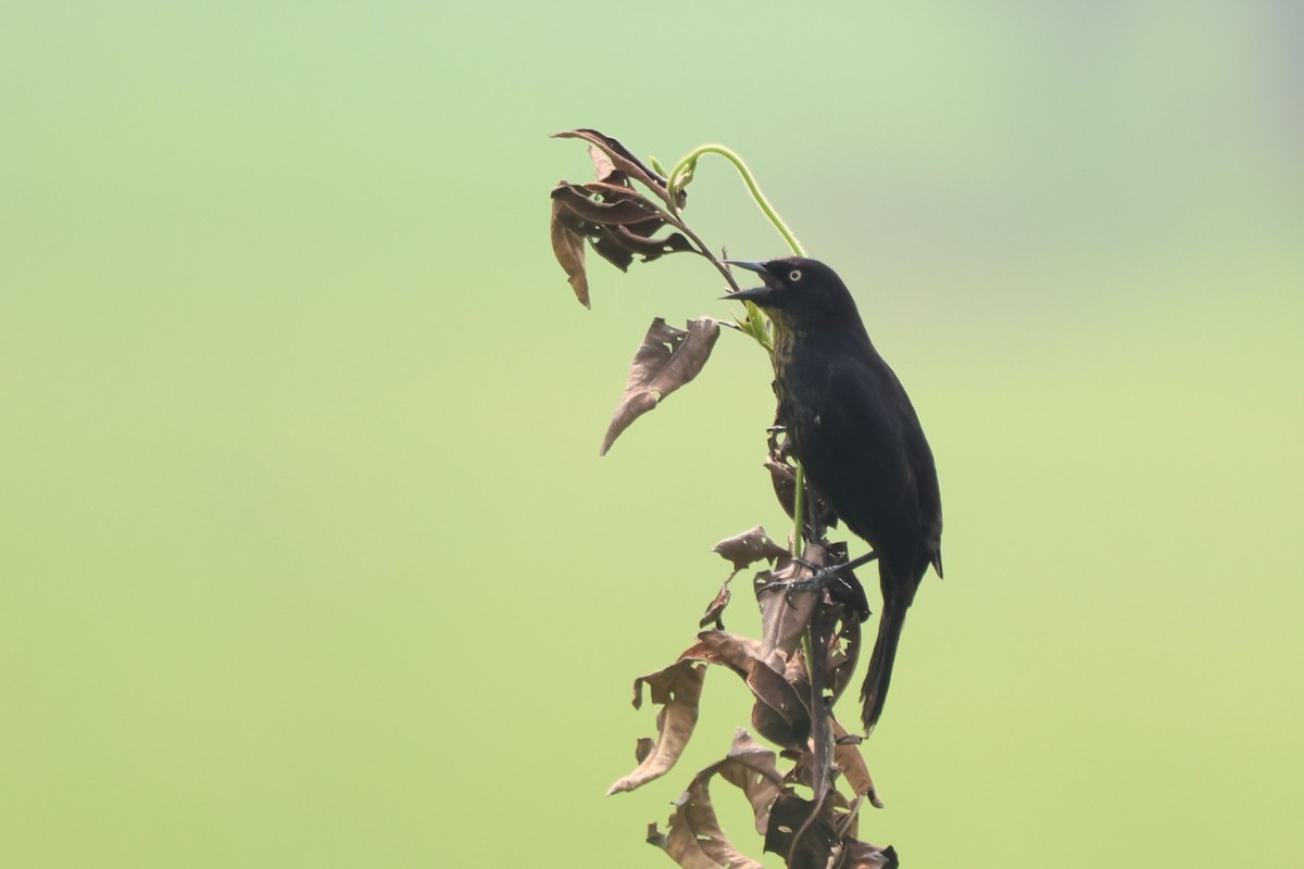 Pale-eyed Blackbird - ML643799049