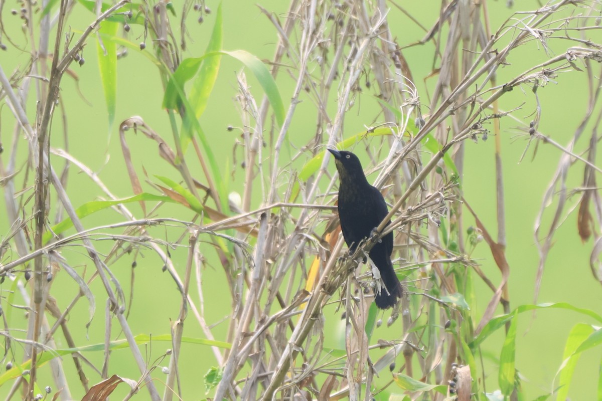 Pale-eyed Blackbird - ML643799051