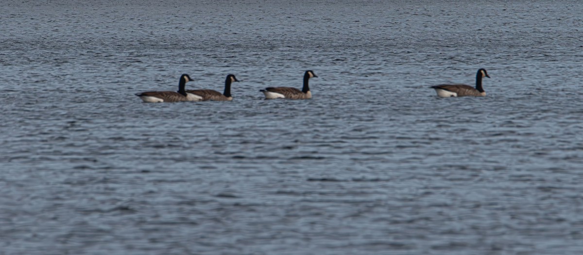 Canada Goose - ML643799066