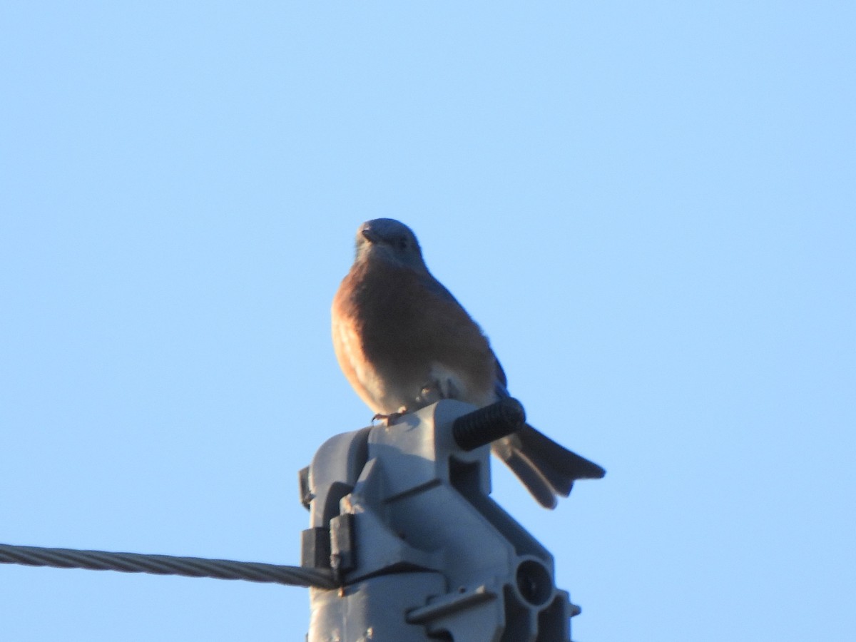 Eastern Bluebird - ML643799067
