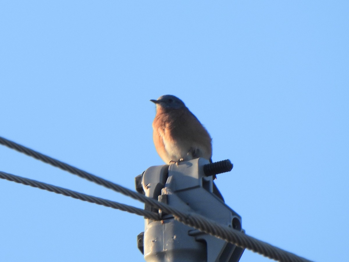 Eastern Bluebird - ML643799068