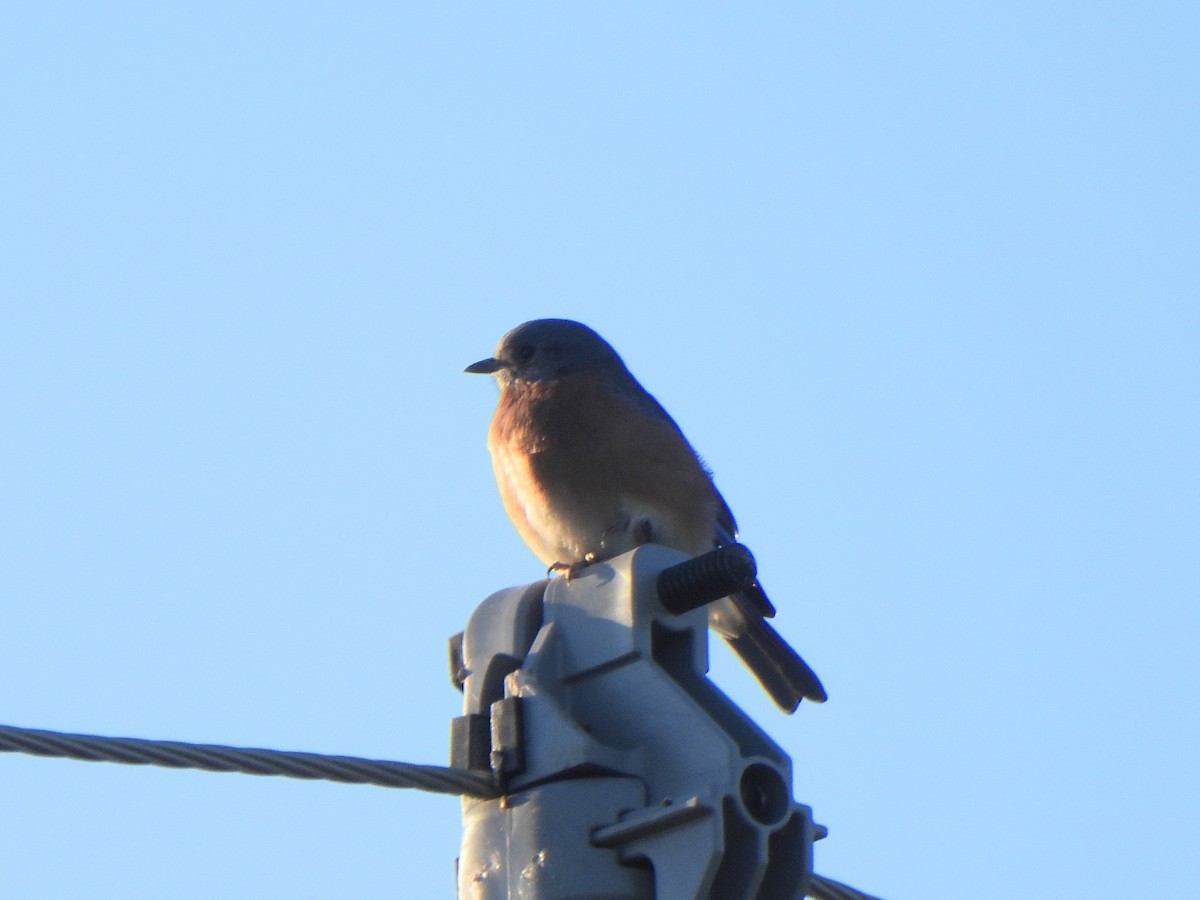 Eastern Bluebird - ML643799069