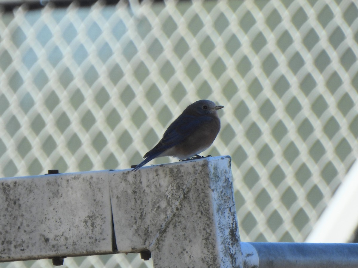 Eastern Bluebird - ML643799070