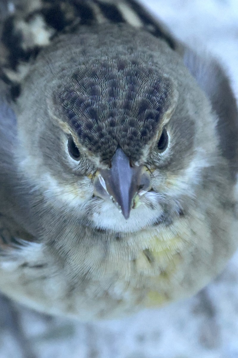 Dickcissel - ML643799075