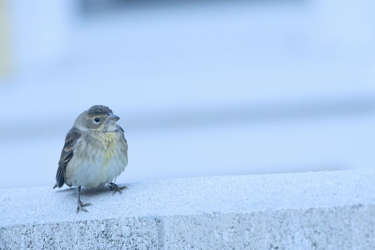 Dickcissel - ML643799077