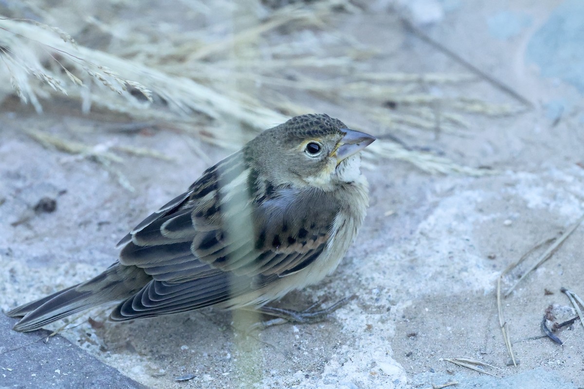 Dickcissel - ML643799078