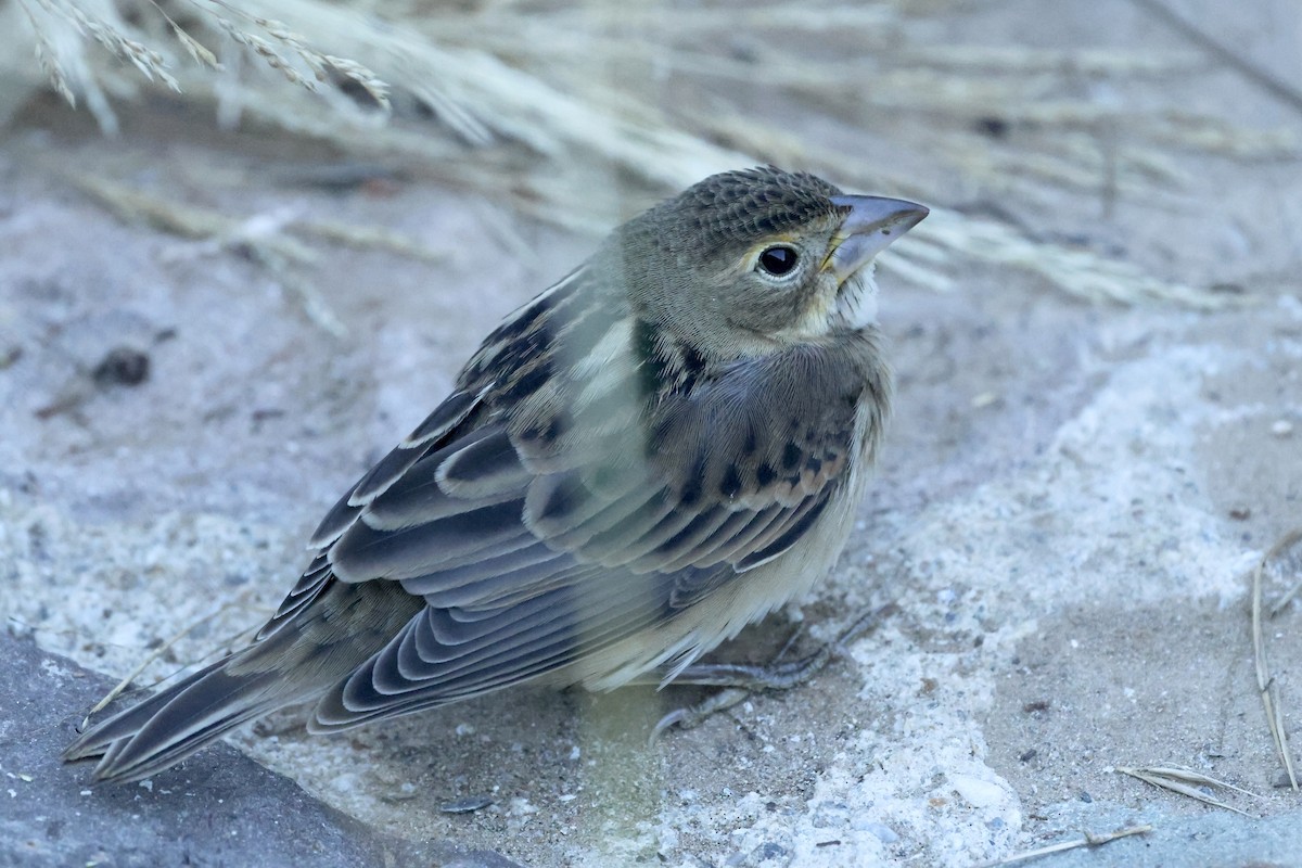Dickcissel - ML643799079