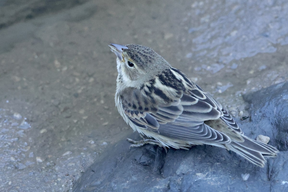 Dickcissel - ML643799080