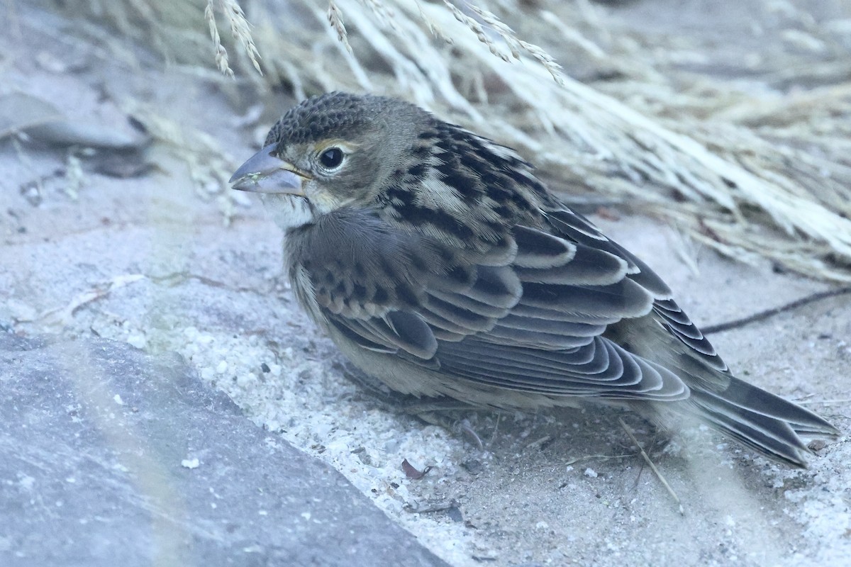 Dickcissel - ML643799081
