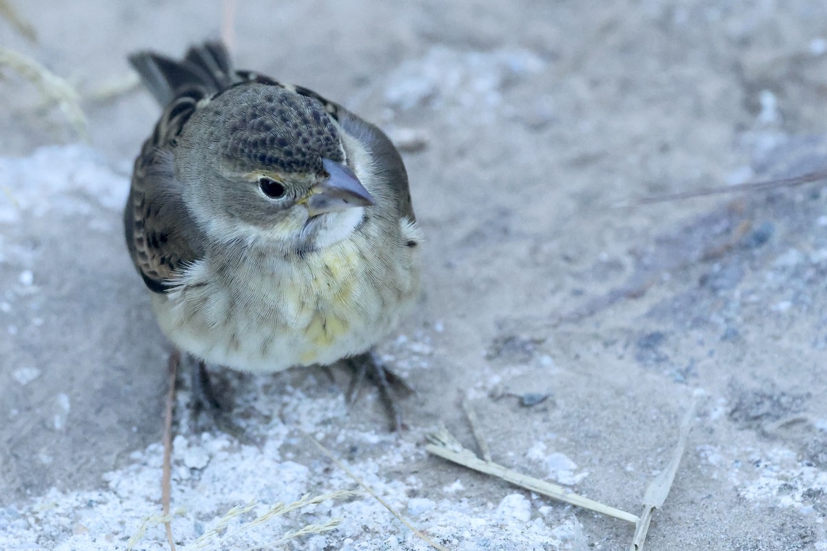 Dickcissel - ML643799082