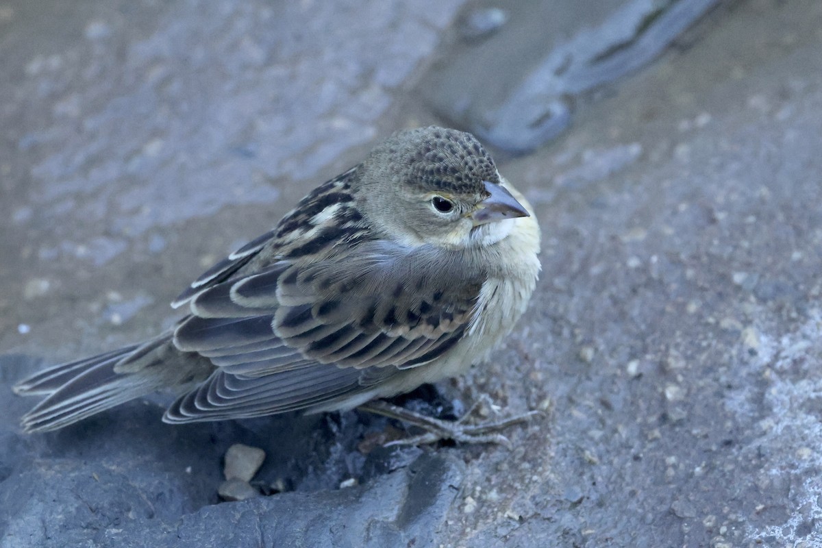 Dickcissel - ML643799084