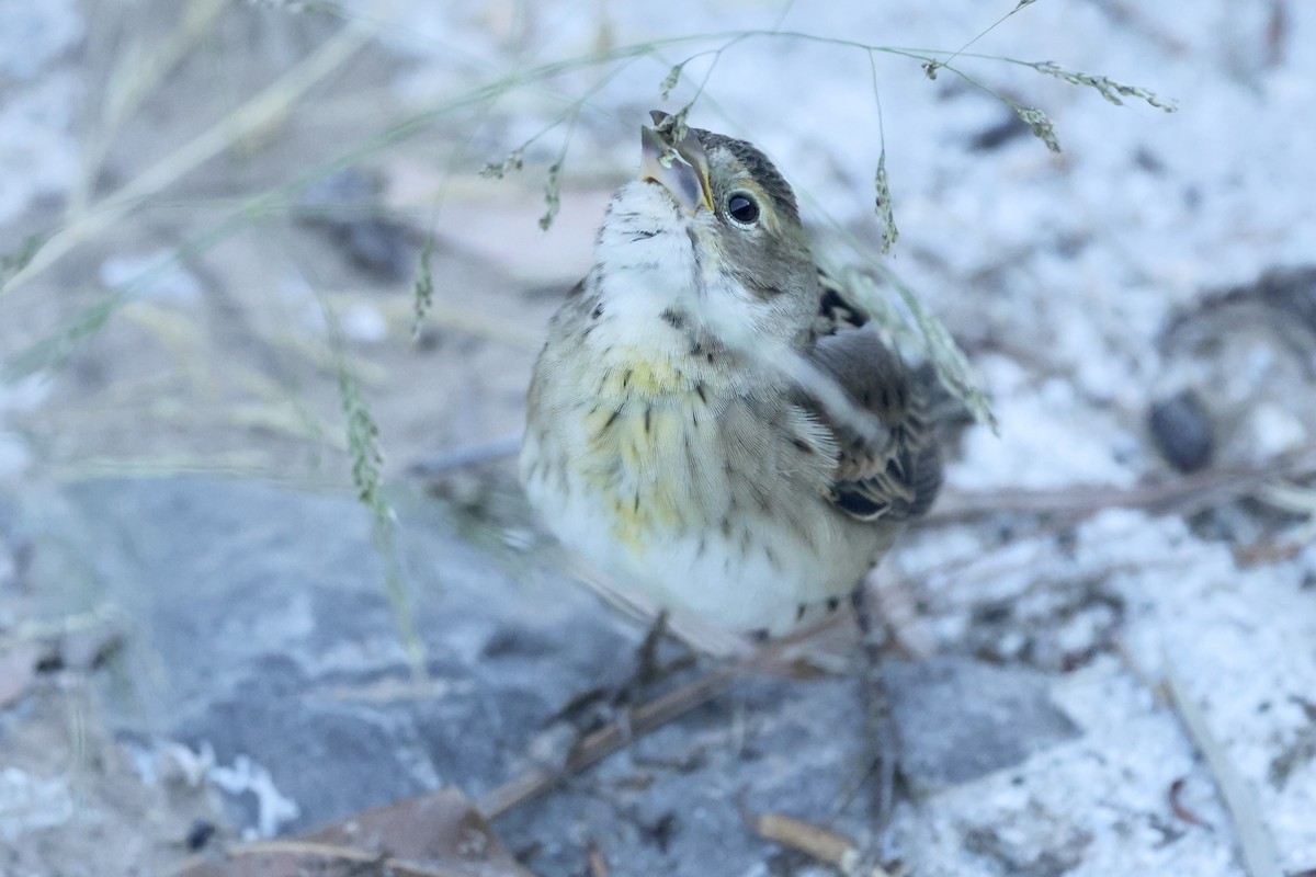 Dickcissel - ML643799085
