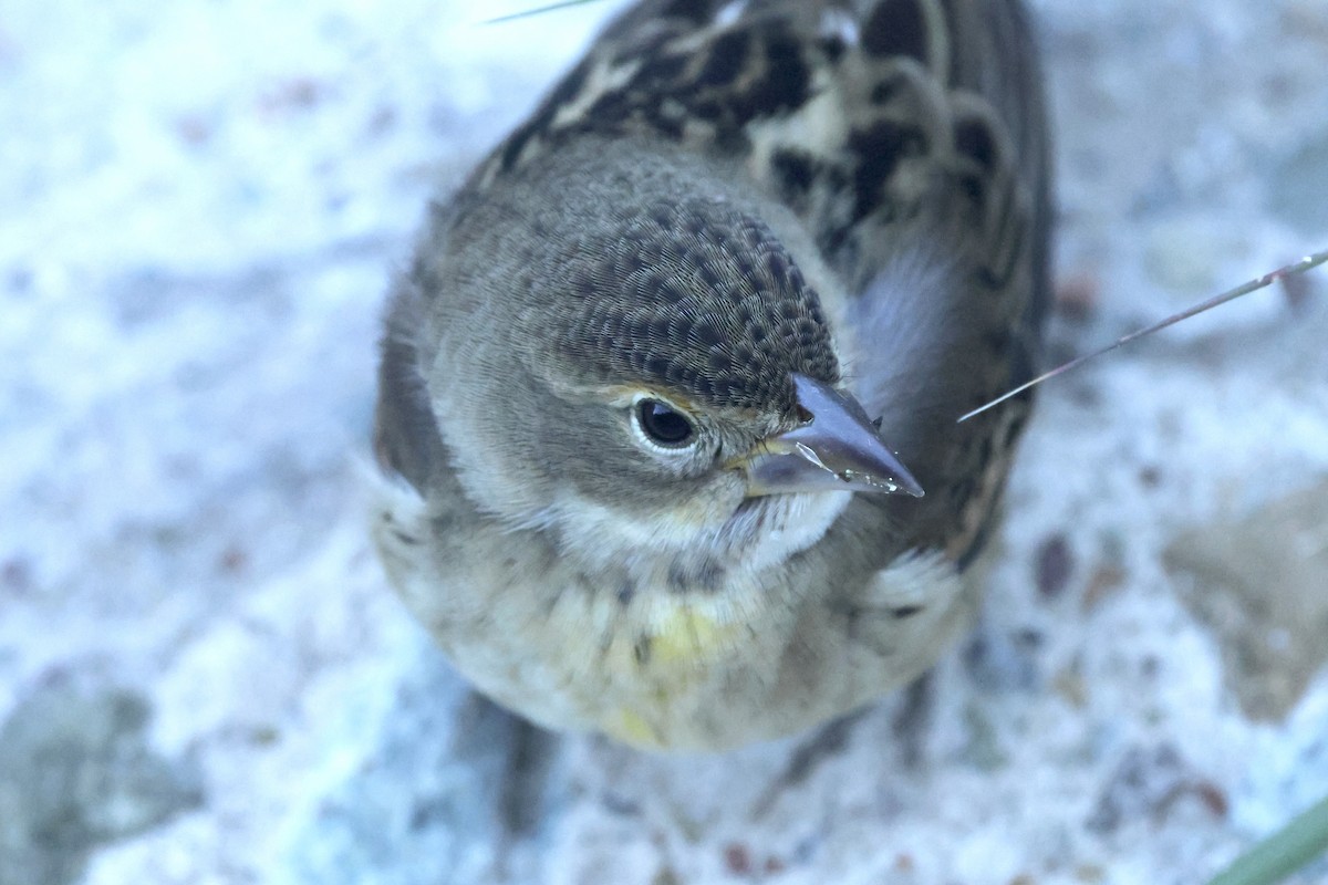Dickcissel - ML643799086