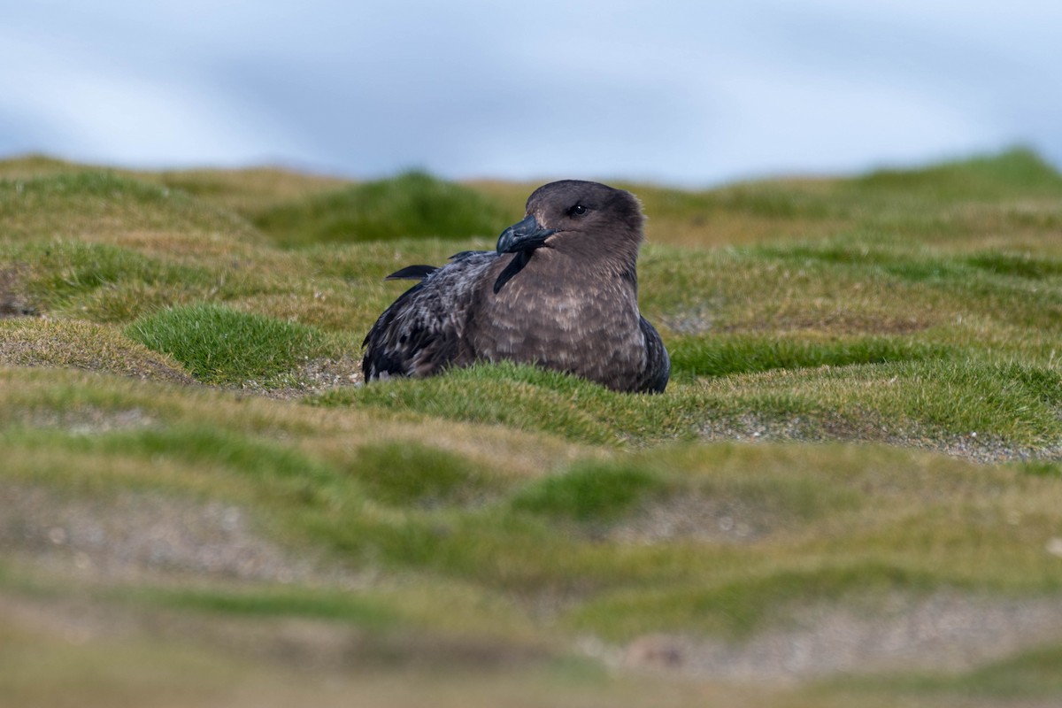 Brown Skua - ML643799090