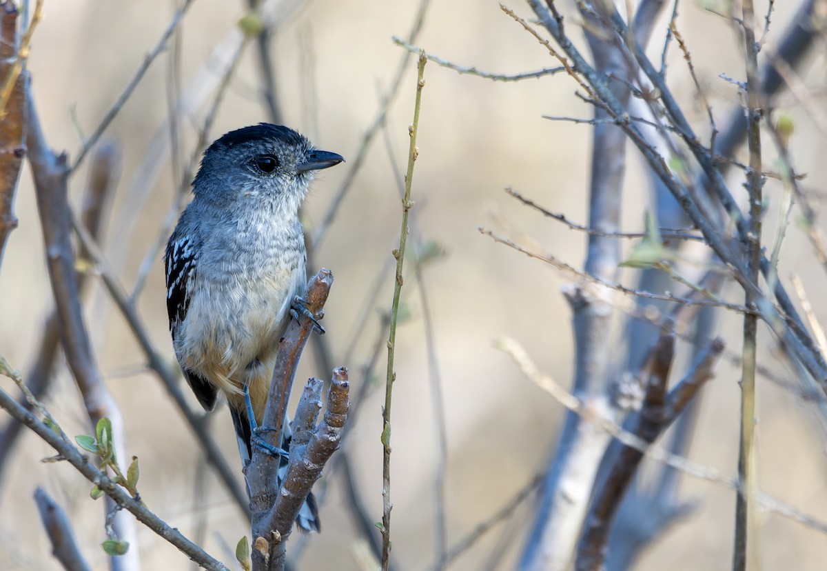 Variable Antshrike - ML643799094