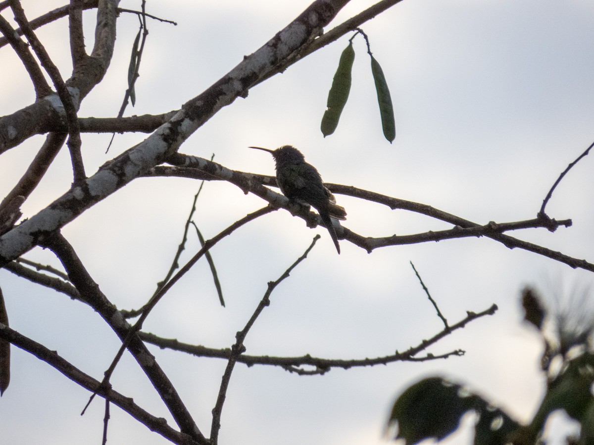 Swallow-tailed Hummingbird - ML643799098