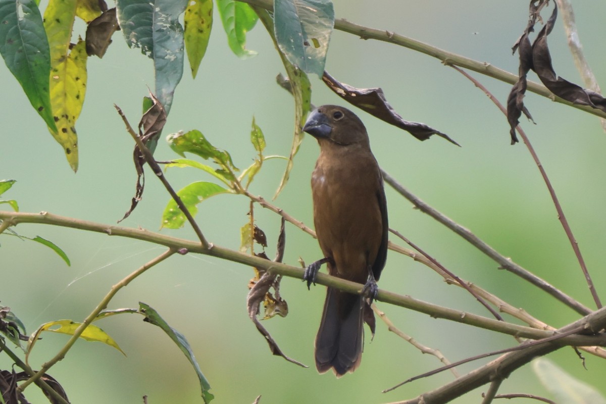 Black-billed Seed-Finch - ML643799102