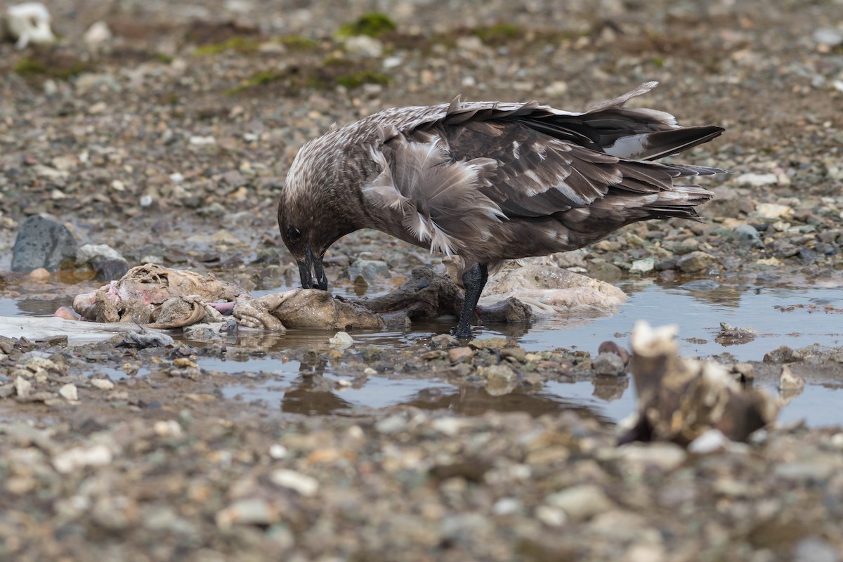 Brown Skua - ML643799105
