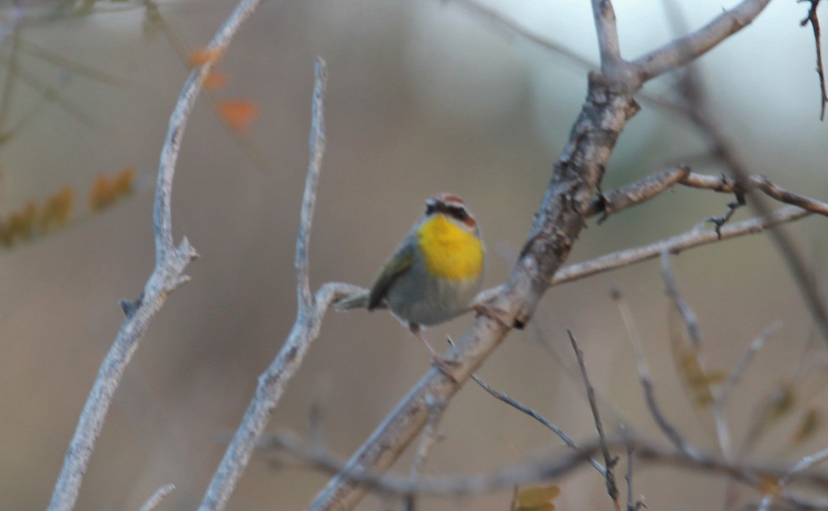 Rufous-capped Warbler - ML643799113