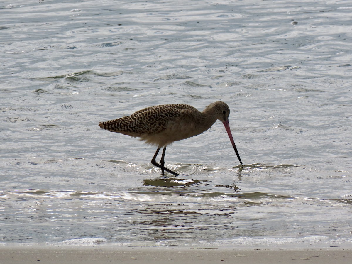 Marbled Godwit - ML643799115