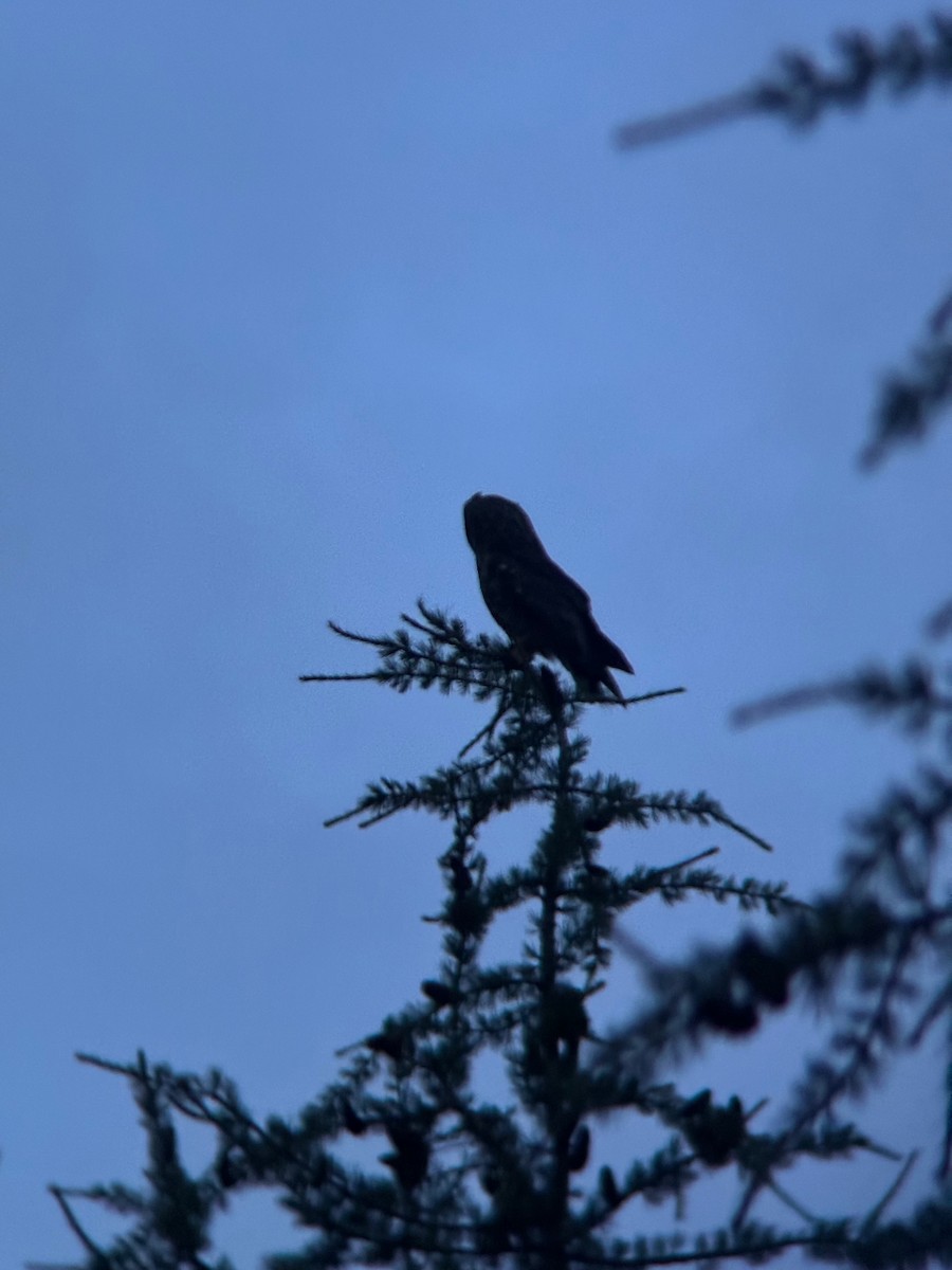 Short-eared Owl - ML643799134