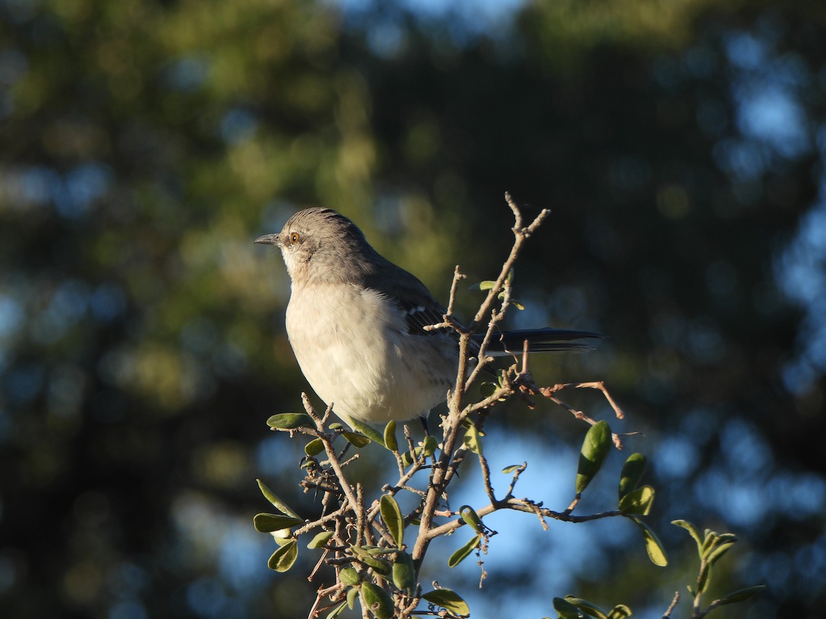 Northern Mockingbird - ML643799135