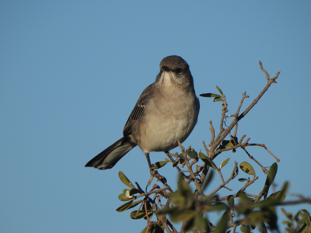 Northern Mockingbird - ML643799136