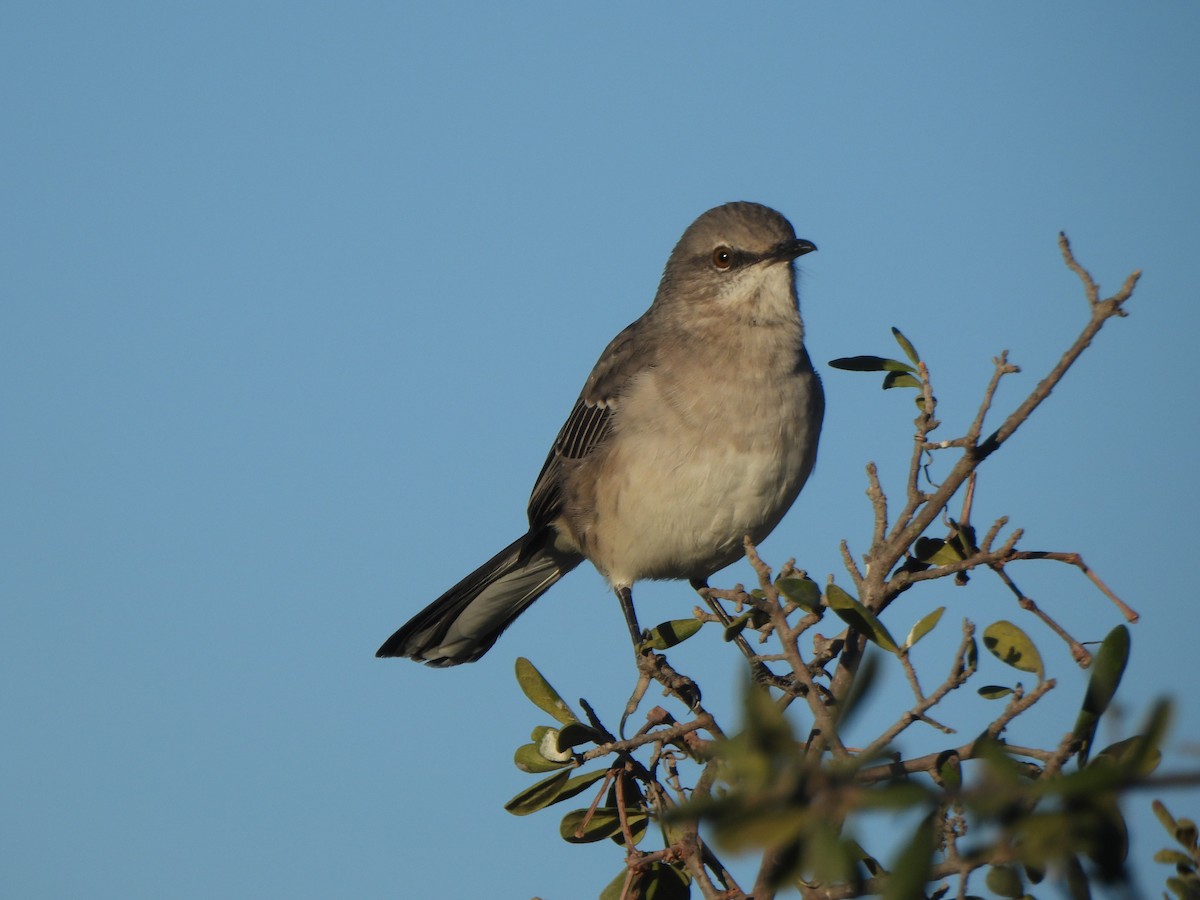 Northern Mockingbird - ML643799137
