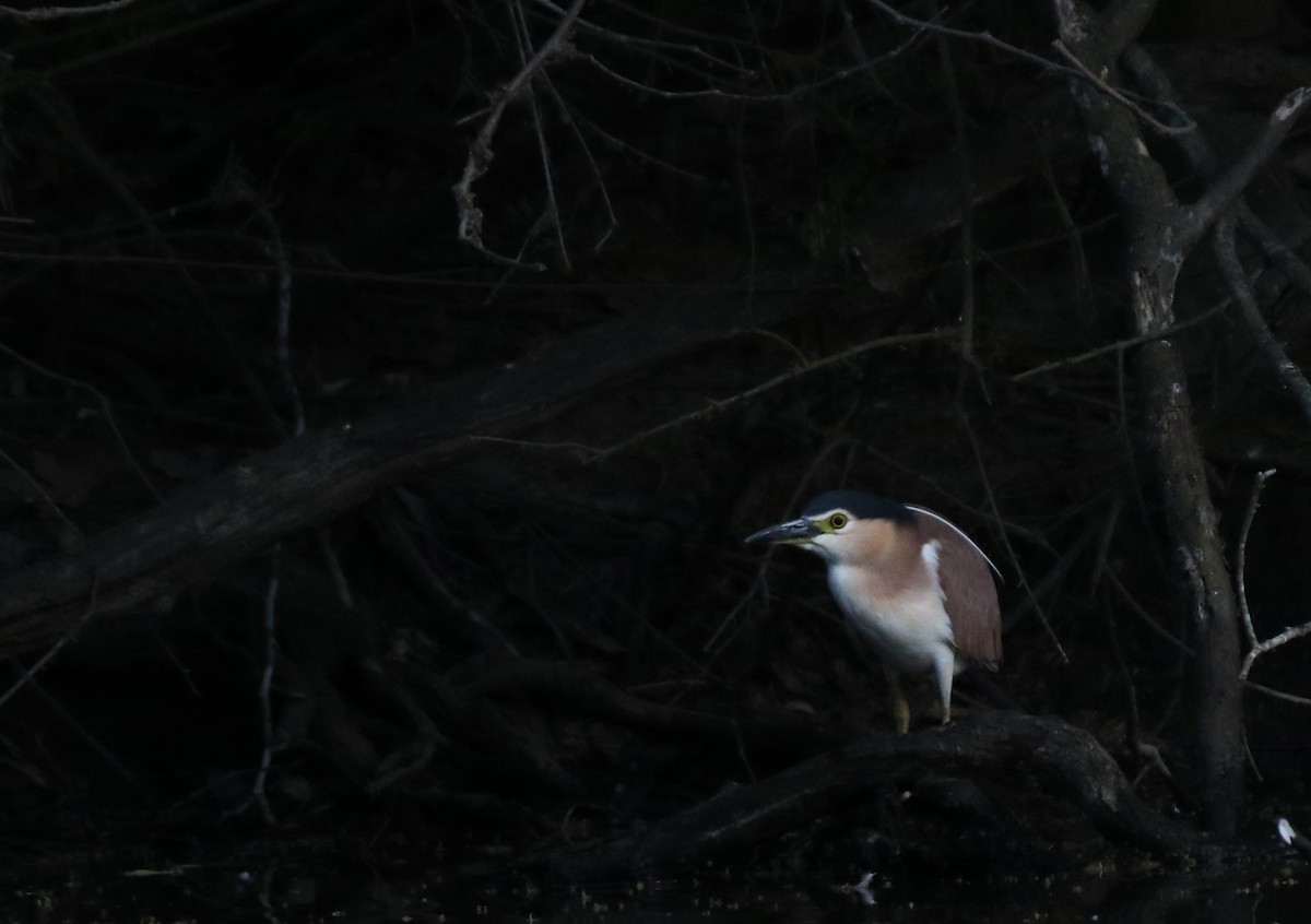 Nankeen Night Heron - ML643799140