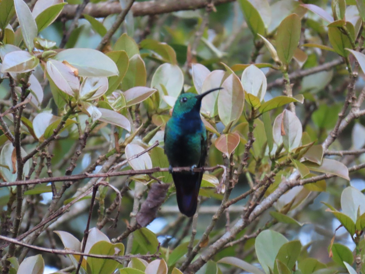 Green-breasted Mango - ML643799144