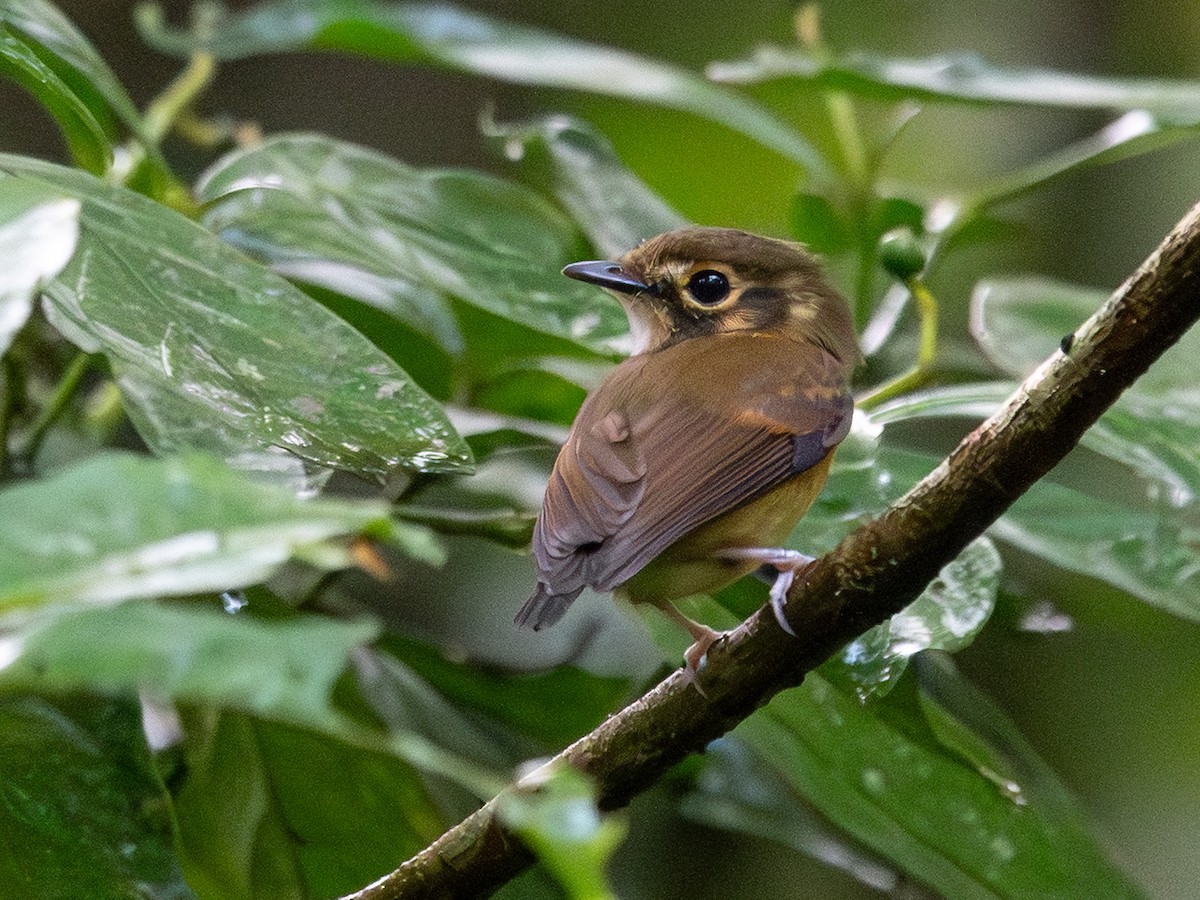 Gelbscheitel-Spatelschnabeltyrann - ML643799158