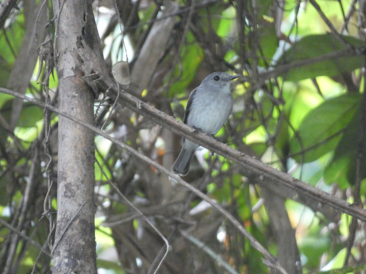 Cassin's Flycatcher - ML643799162