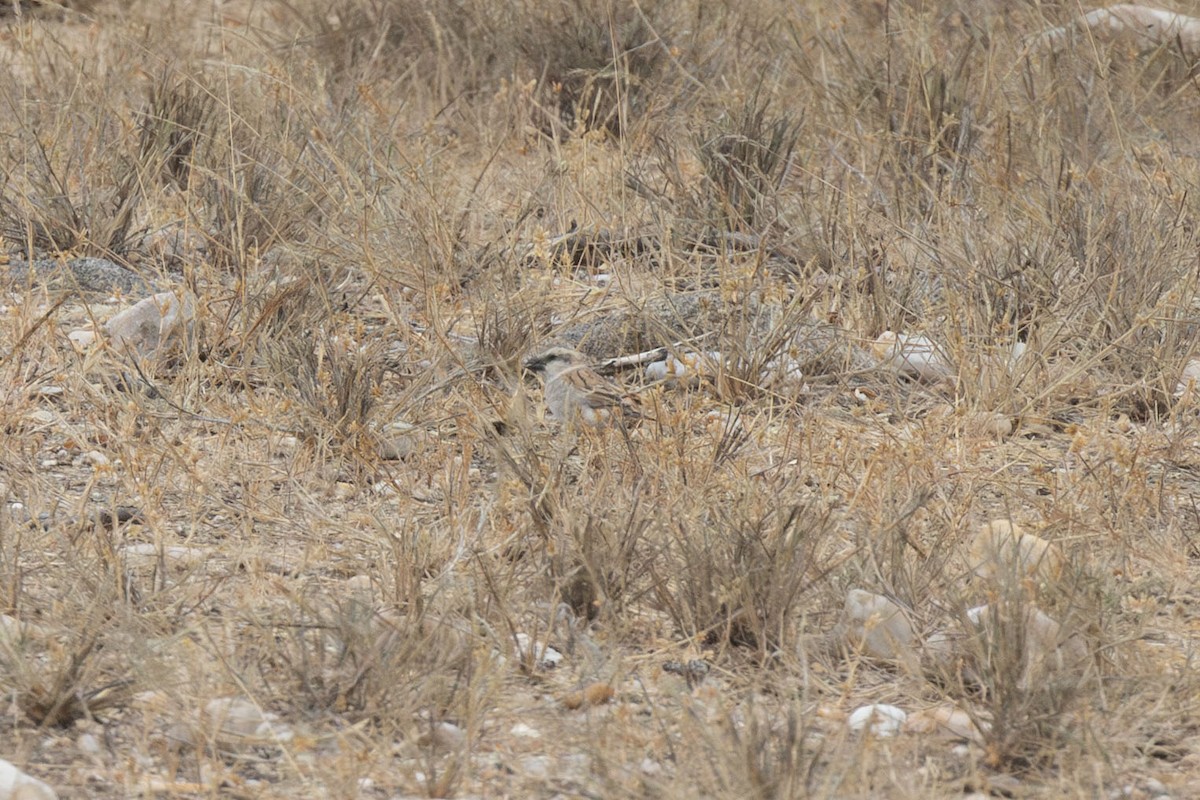 Gorrión Grande - ML643799174