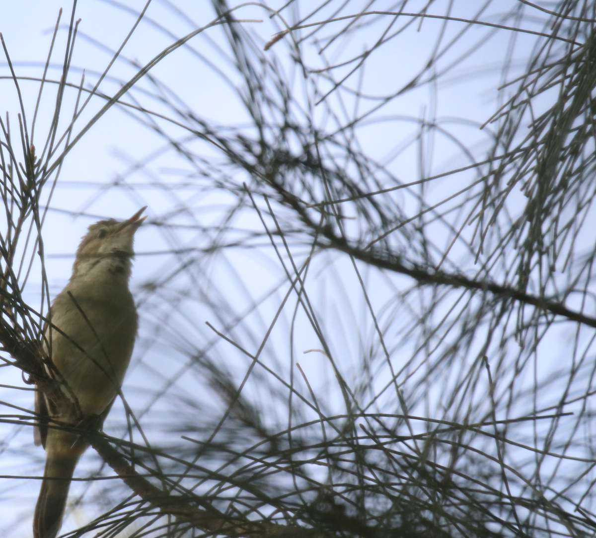 Australian Reed Warbler - ML643799183