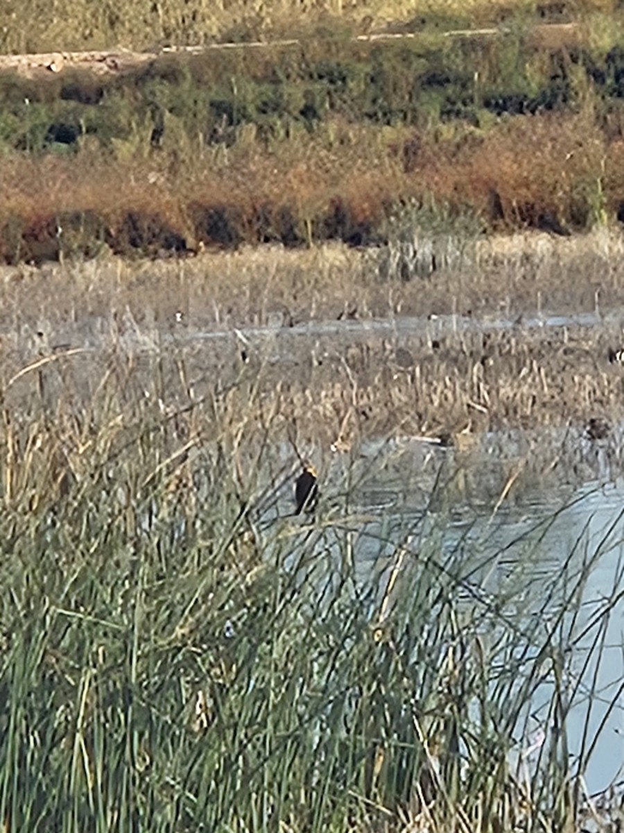 Yellow-headed Blackbird - ML643799190