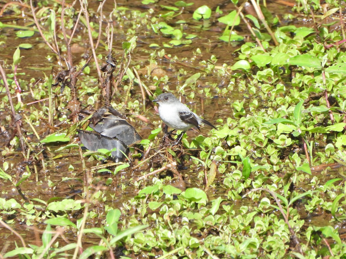 Torrent Tyrannulet - ML643799196