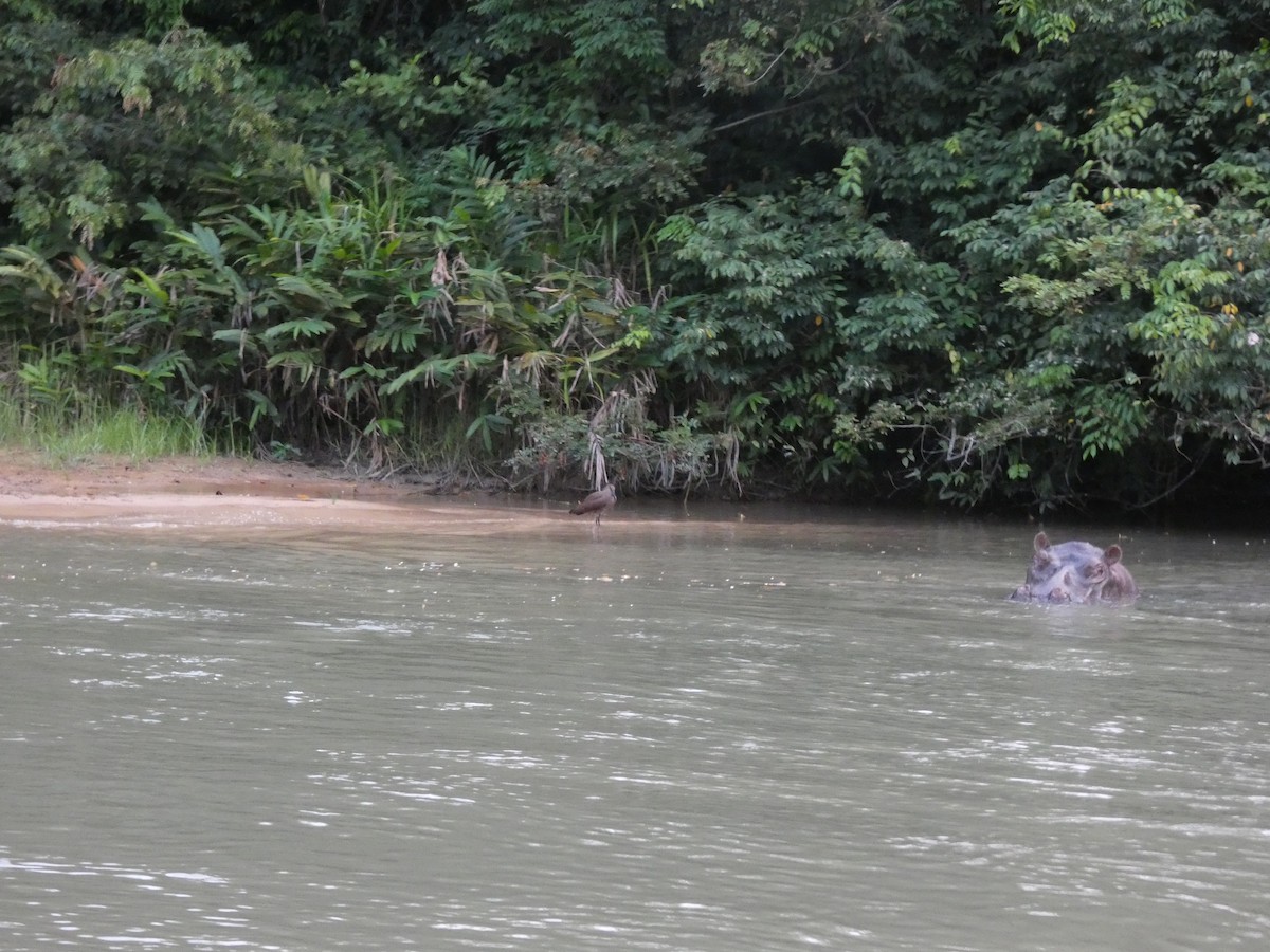 Hamerkop - ML643799222