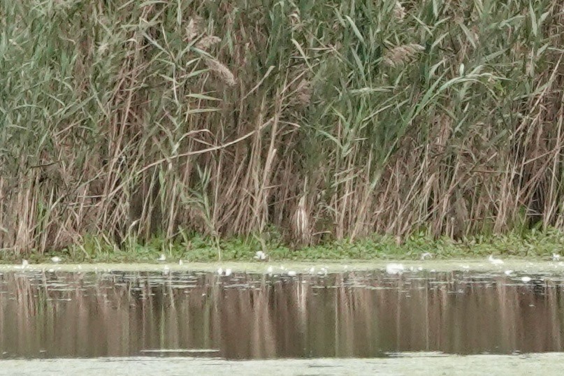 American Bittern - ML643799228